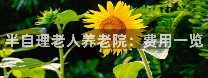 韦德 网址