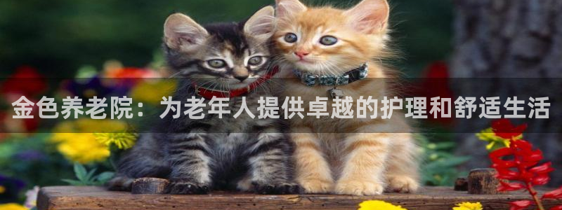 韦德网站是多少
